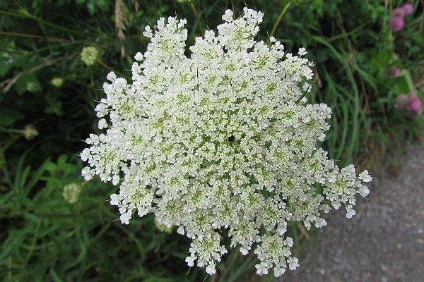 Queen Anne's Lace