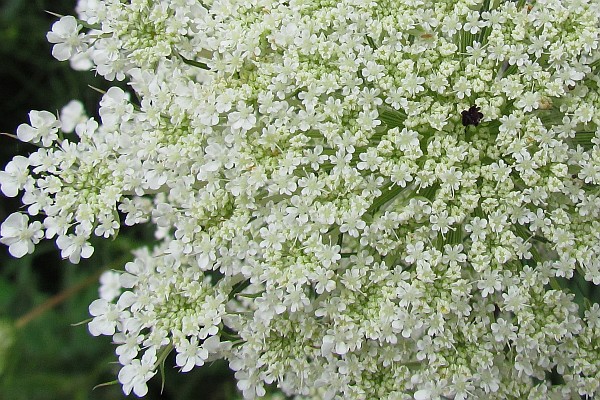 Queen Anne's Lace close up