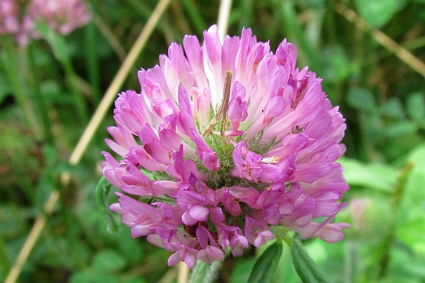 Red Clover blossom