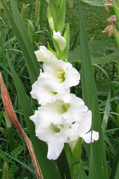 Gladiolus flower