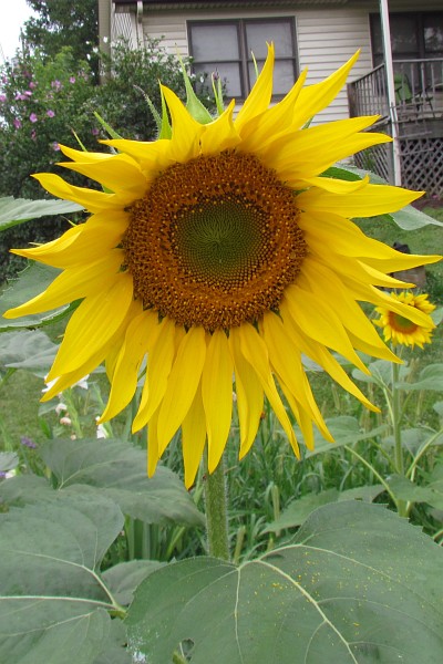 Sunflower