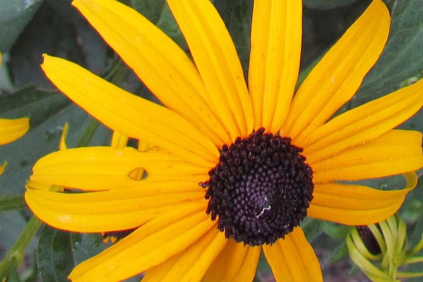 close-up of a Black-eyed Susan flower