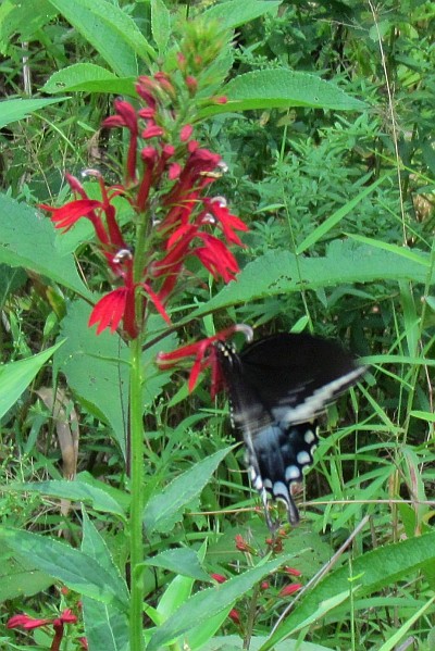 Cardinal Flower with Swallowtail Butterfly