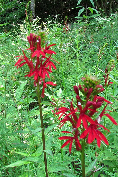 Cardinal Flower