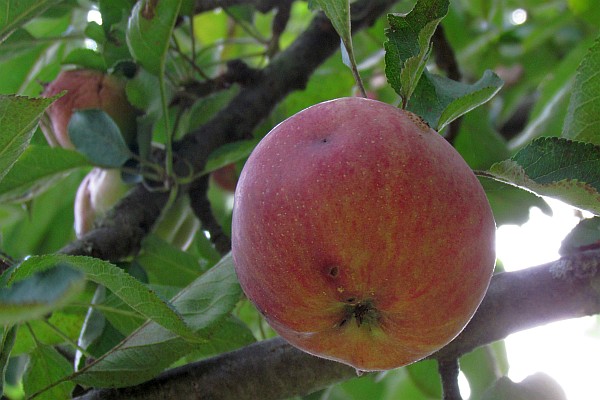 apple on one of our trees