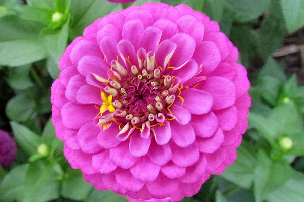 close-uup of pink zinnia