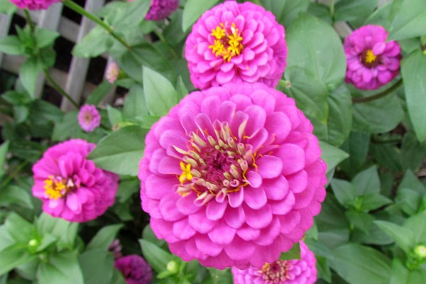 small pink zinnias