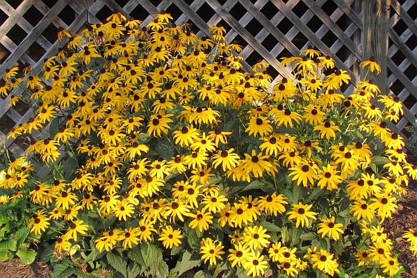 Black-eyed Susan flowers