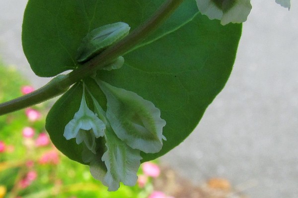 close up of Climbing False Buckwheat flowers