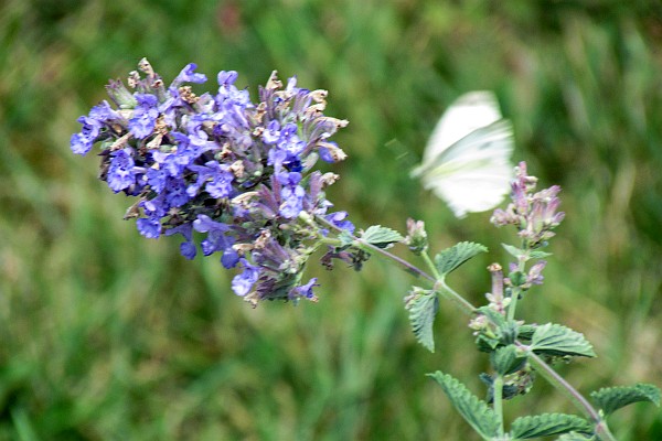 Lavender flower with small white cabbage butterfly