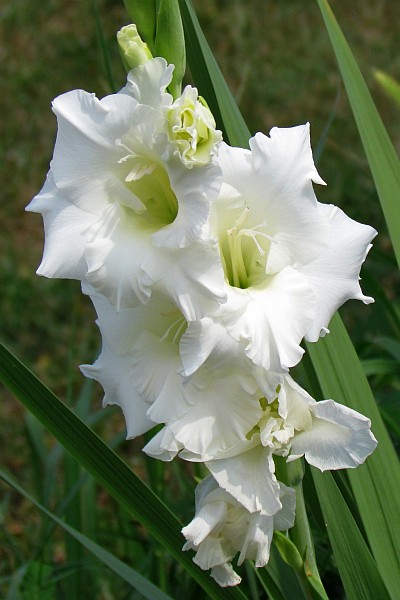 white Gladiolus