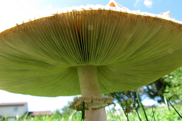 green spore covered gills of the Green-spored Parasol mushroom