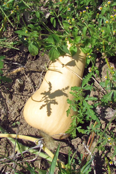 butternut squash