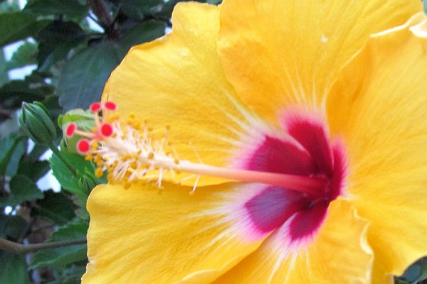 close-up of yellow Hibiscus