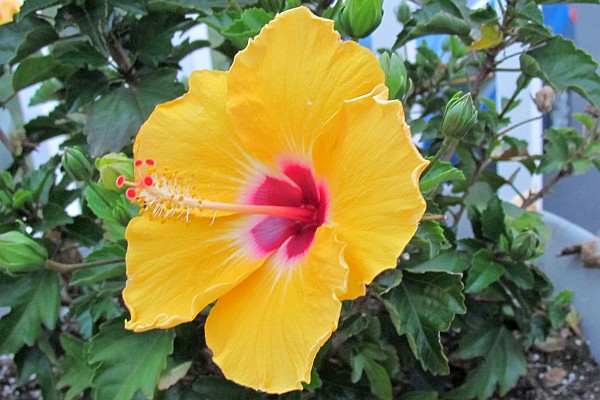 yellow Hibiscus