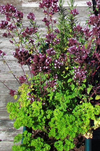 herbs: parsley (front), basil, and thyme