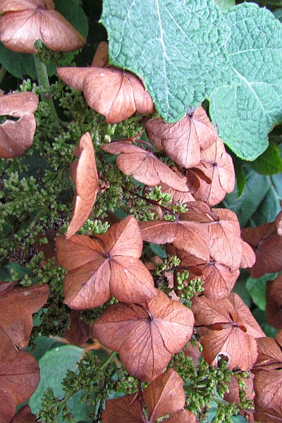 Oakleaf Hydrangea fall flowers close-up