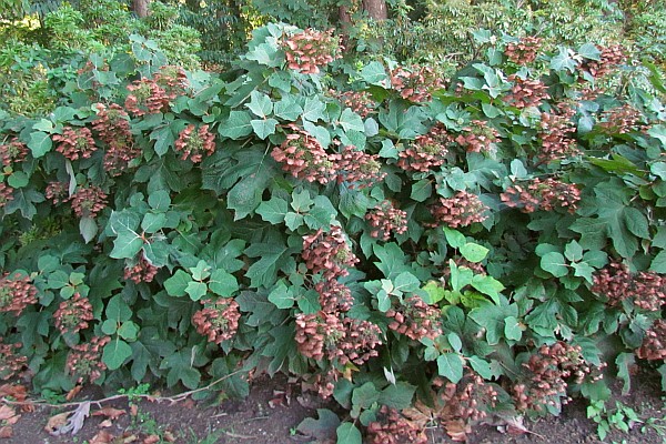 Oakleaf Hydrangea bush