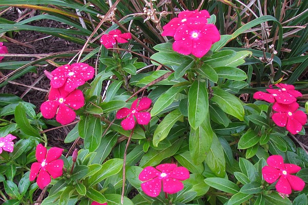 Vinca remain in bloom