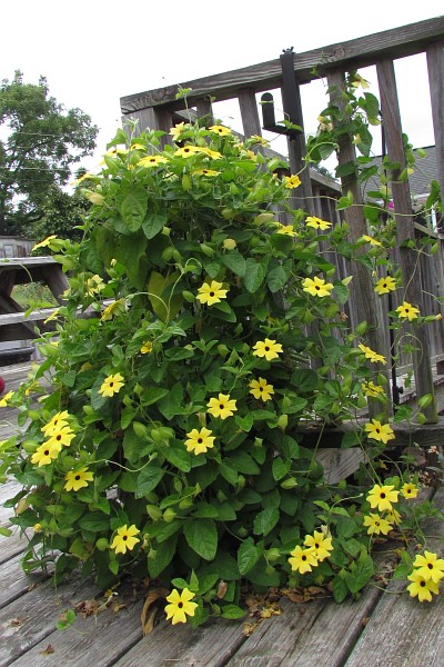 Black-eyed Susan vine