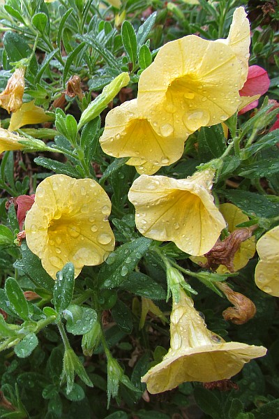 rain drops on Million Bells