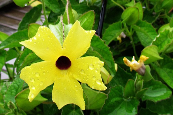 rain drops on Black-eyed Susan vine