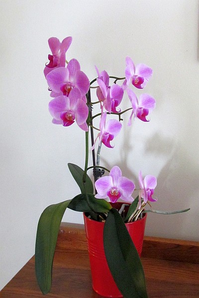 Moth Orchid with all 10 blooms open