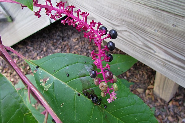 close up  of Pokeberry berries