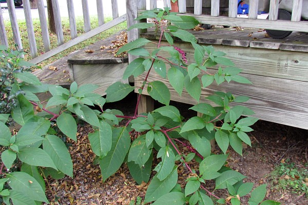 Pokeberry bush