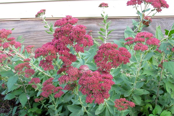 Sedum clump