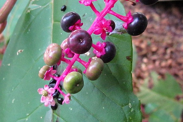 Pokeberry berries and flowers