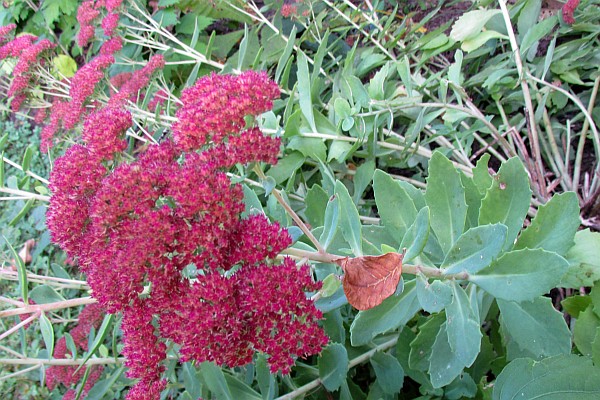 close-up of Sedum on a cloudy day