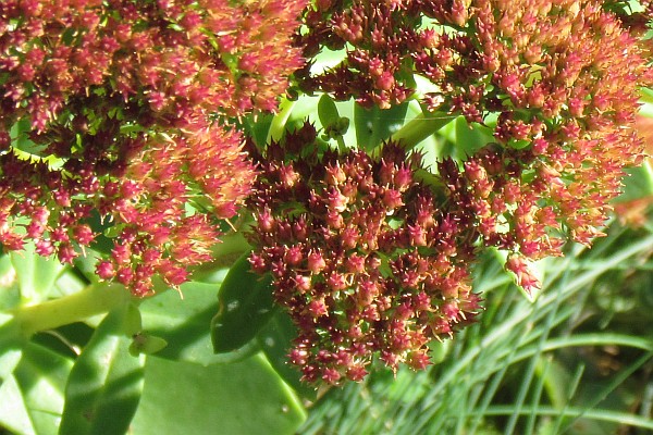 close-up of Sedum on a sunlit day