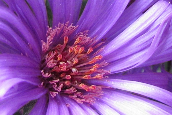 closer close-up of an Aster flower