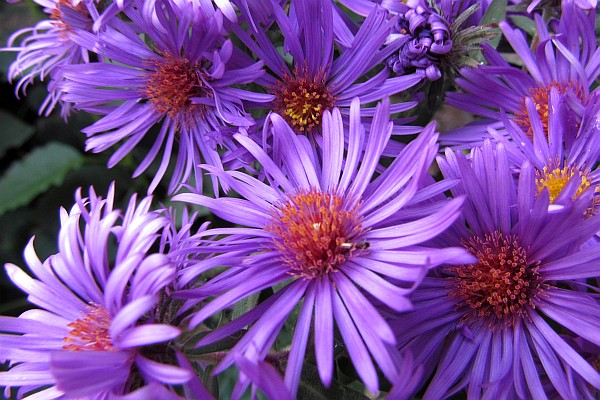 close-up of Asters