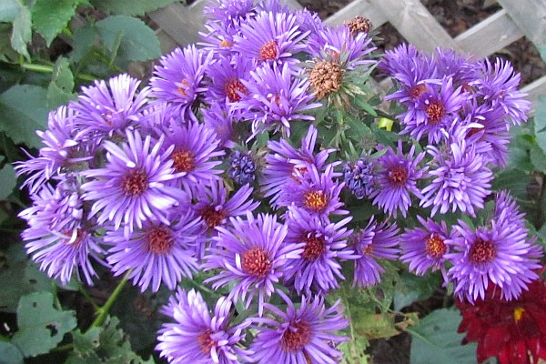clump of Aster flowers