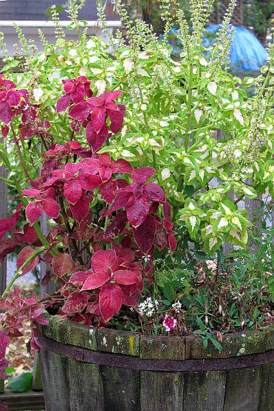 maroon and green-white Coleuses in bloom