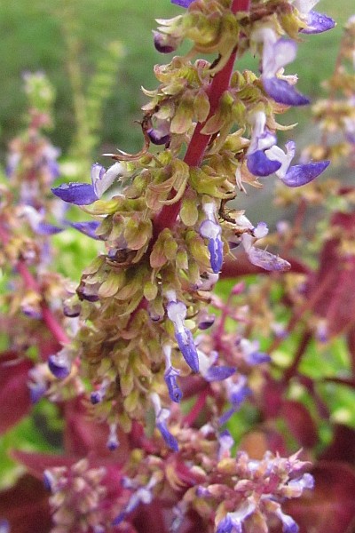close up of a Coleus flower stalk
