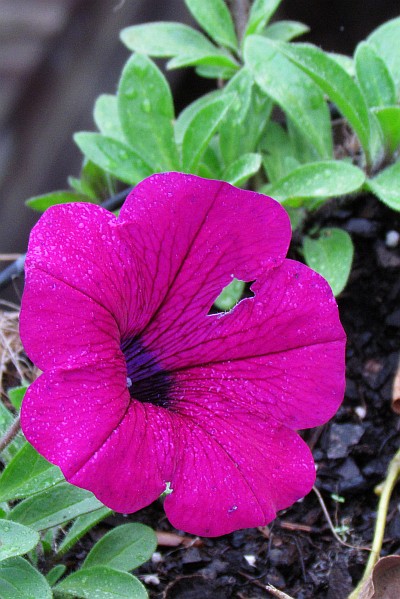 close-up of one Petunia blossom