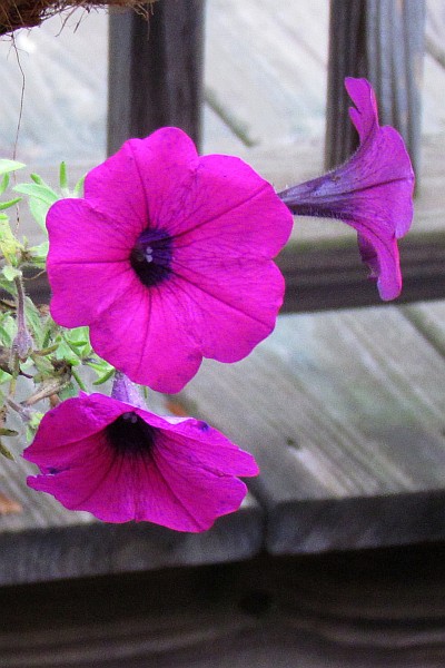 Petunias