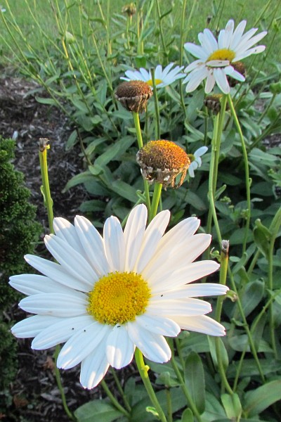 Daisy blooms