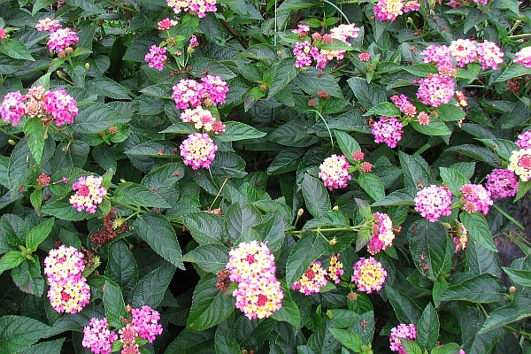 patch of Lantana flowers