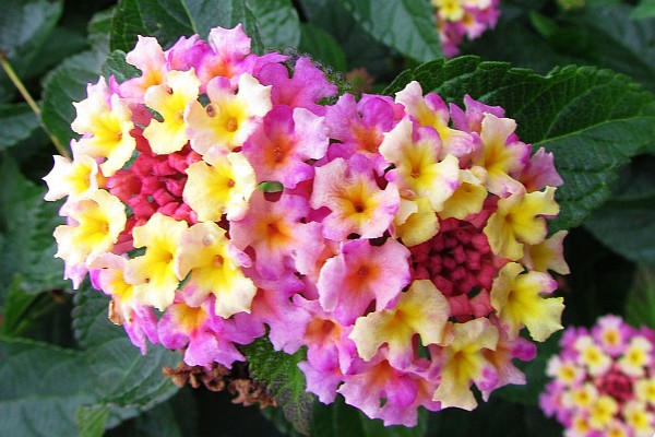 close-up of two Lantana blooms