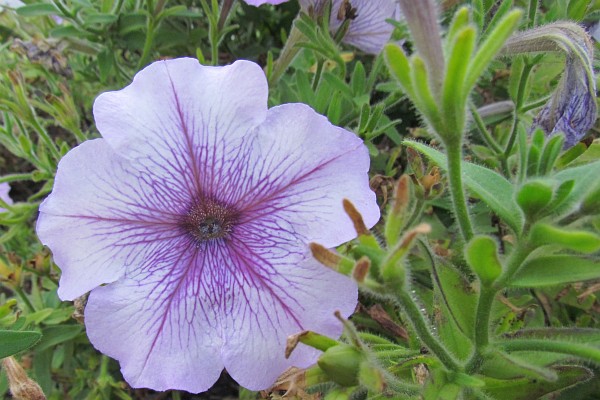 purple Petunia