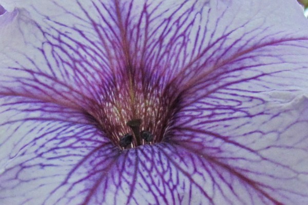 close up of a purple Petunia
