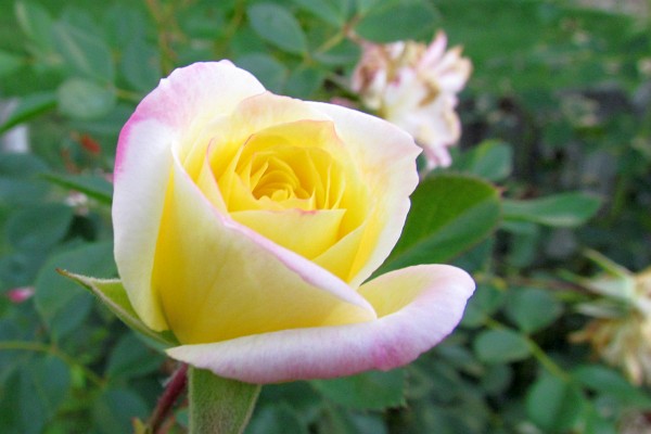 Rose bud opening