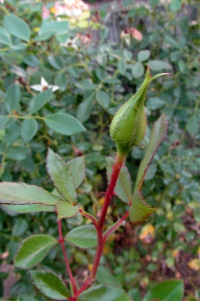 Rose bud