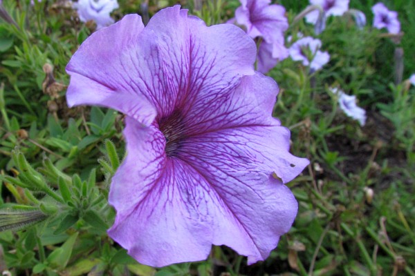 purple Petunia blowing in the wind