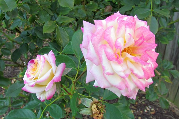an older Rose bloom