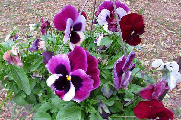 hanging basket of Pansies